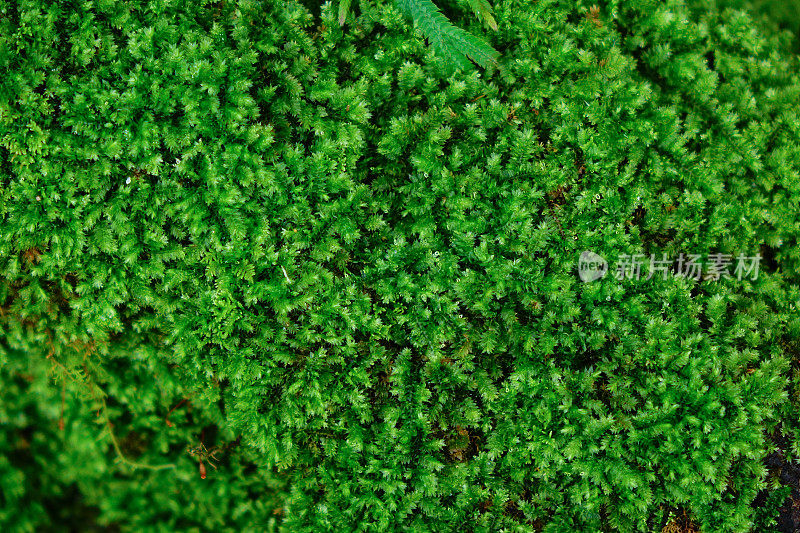 宏是雨林中的一种绿色苔藓。