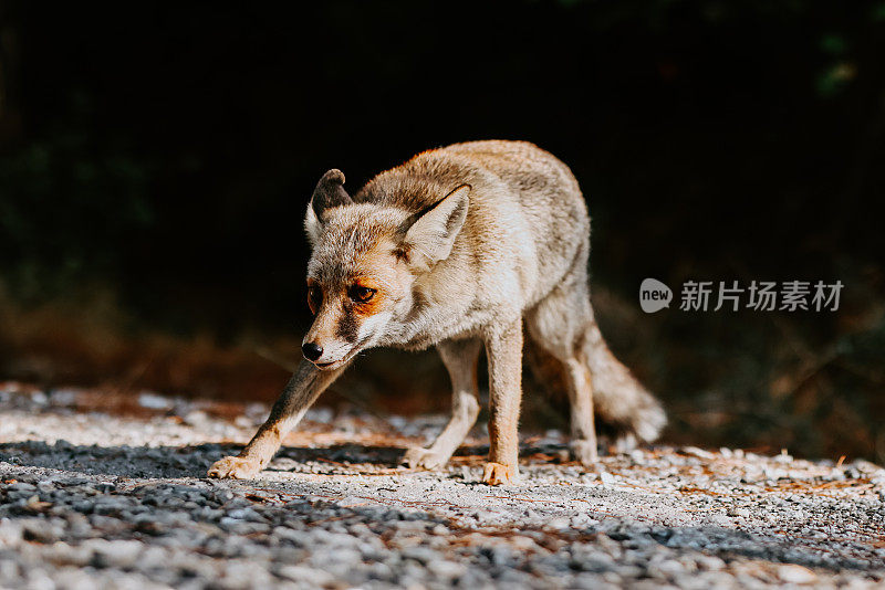 草地上的狐狸