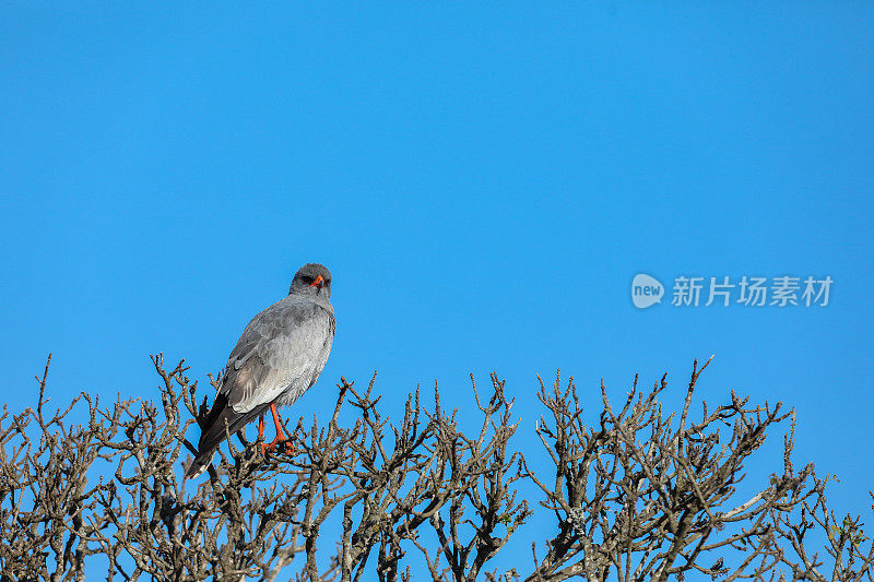 一只苍鹰坐在树顶上，她身后是蓝天。