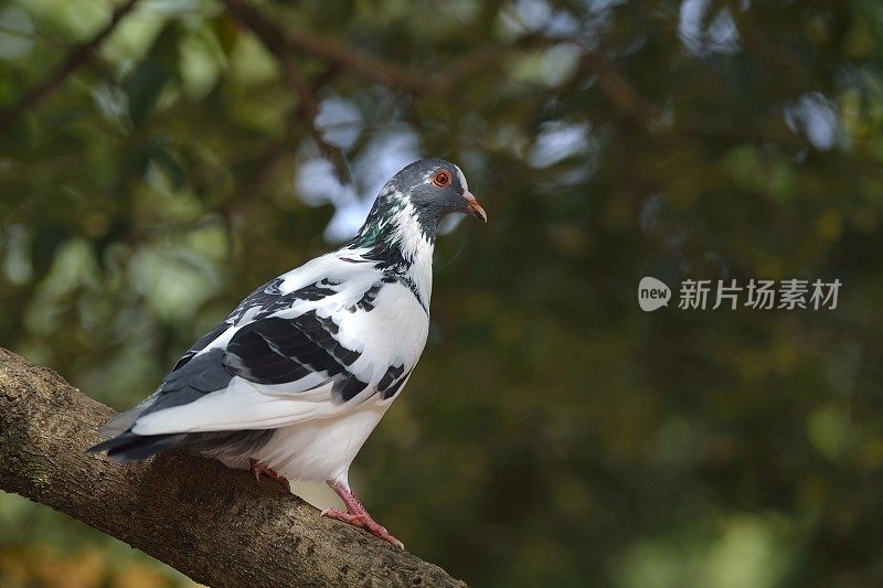 在树林里飞翔的鸽子