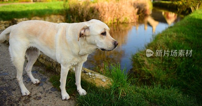 科茨沃尔德的拉布拉多寻回犬