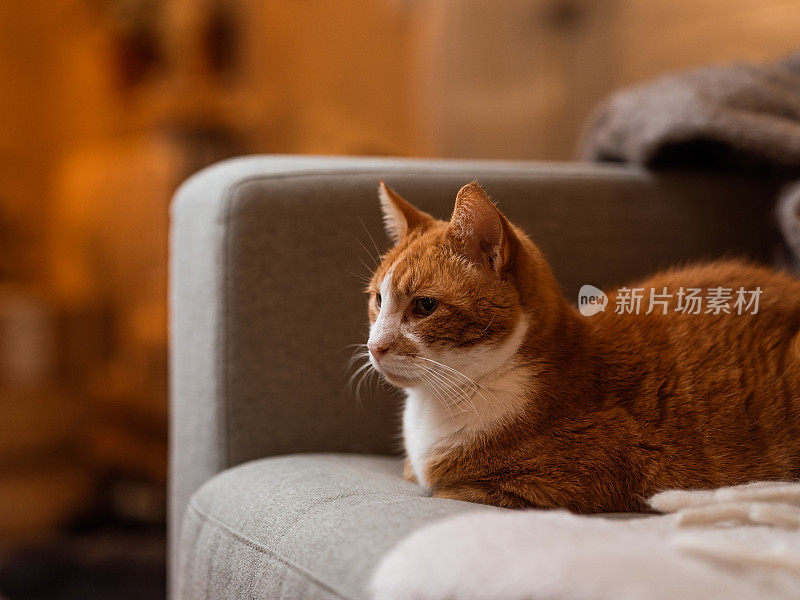 可爱的姜猫在沙发上放松