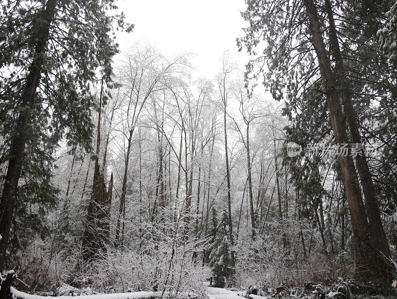 加拿大温哥华市，雪中树木环绕的小路