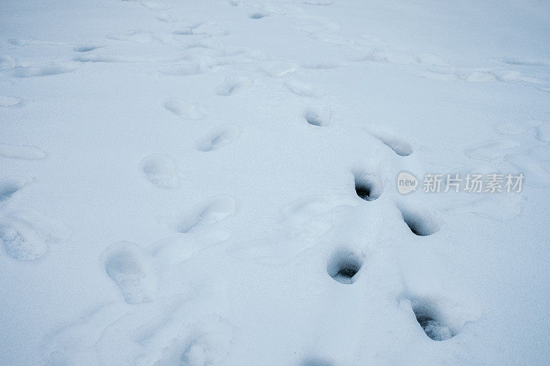 雪地上的脚印