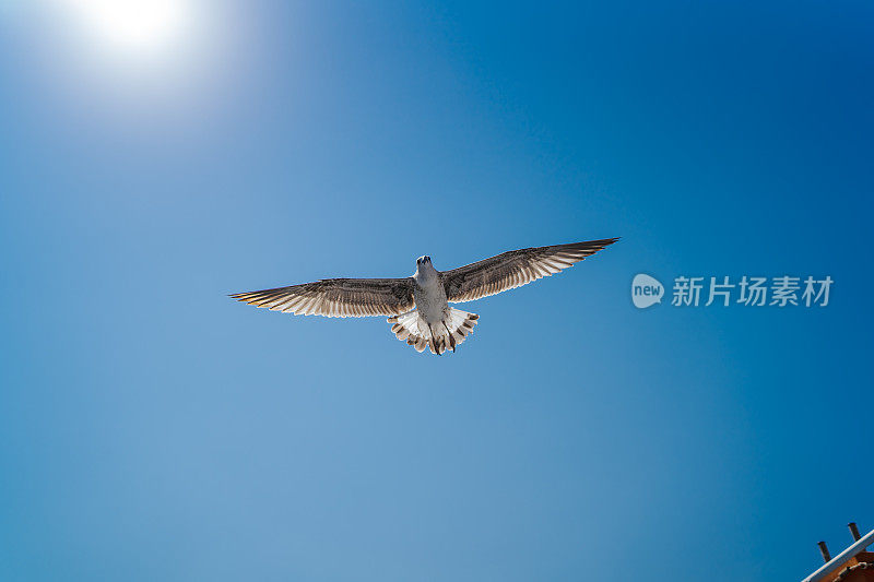 海鸥在蓝天上飞翔