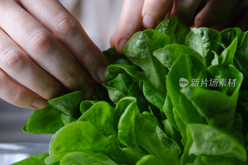 人手正在用生菜、芹菜茎、青苹果、橙子和鳄梨准备生沙拉