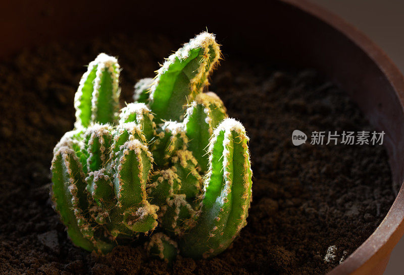 窗台上多肉的观赏植物