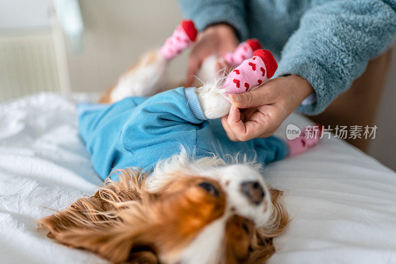 年轻的骑士查理王猎犬被主人穿着狗袜和安全鞋