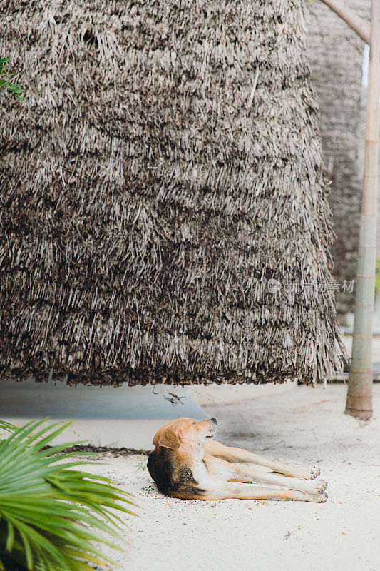 坦桑尼亚桑给巴尔的热带岛屿上，一只狗在放松