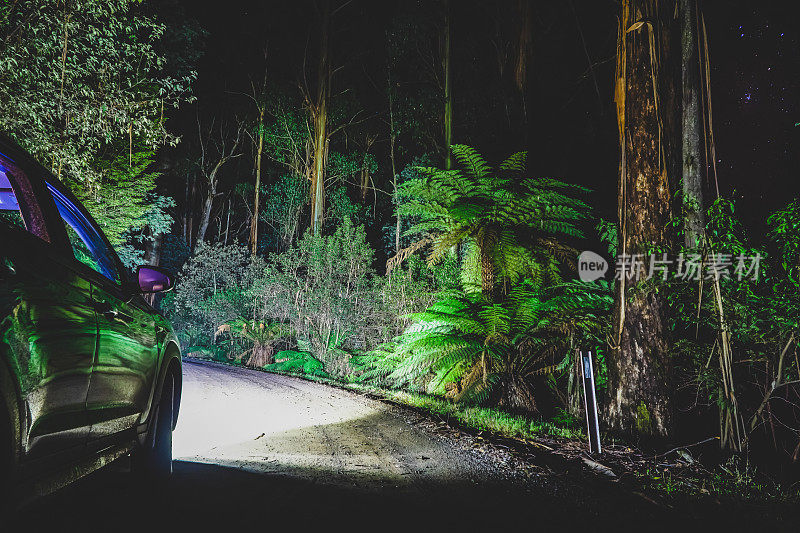 在澳大利亚热带雨林的黑夜里。