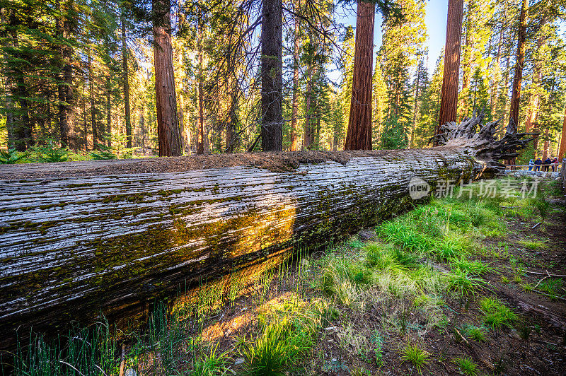 倒下的帝王树，马里波萨红杉林，约塞米蒂国家公园，加利福尼亚