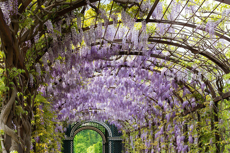 美泉宫花园的拱形花冠