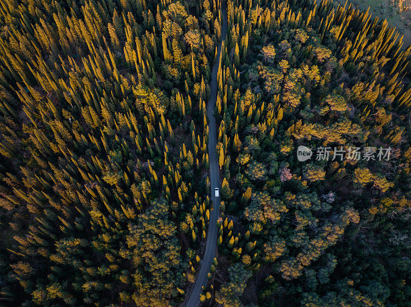 鸟瞰图，一辆汽车行驶在道路上的森林中间