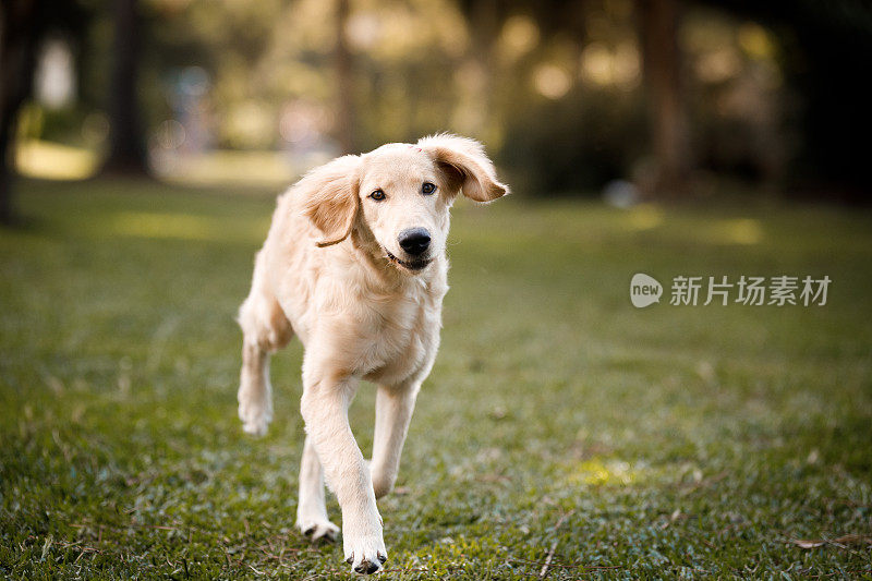 金毛寻回犬在公园里散步，向前看