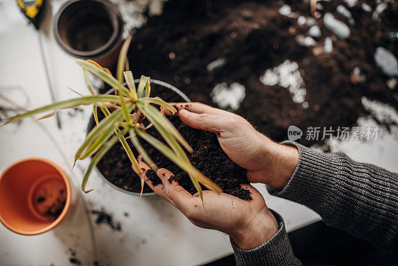 人在家里种植室内植物的特写