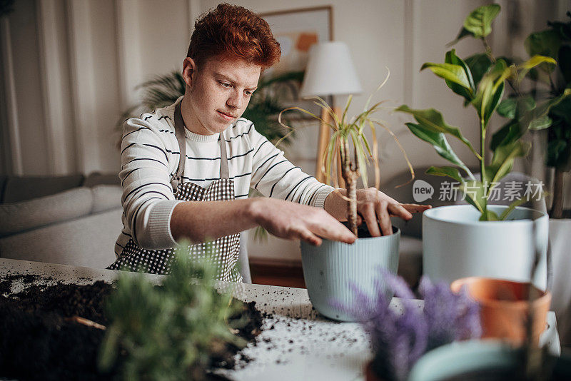 红发少年在家里种植室内植物