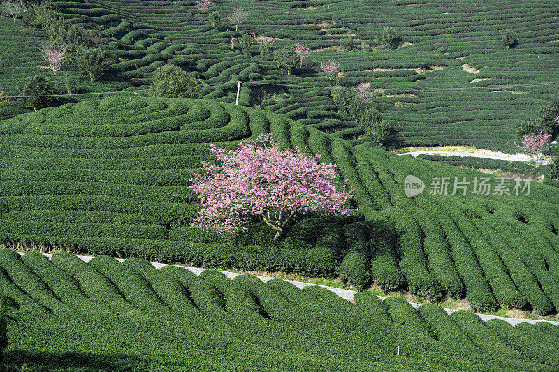 樱花有机茶园