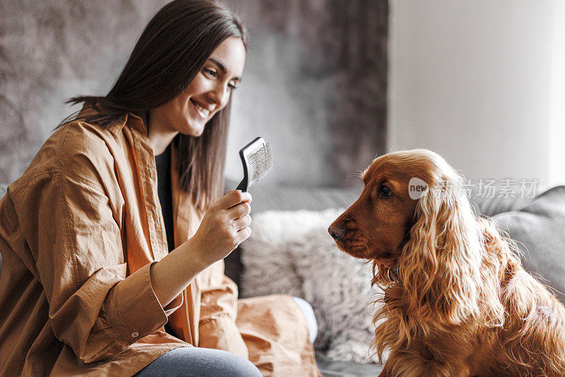 一位女士正在给她的可卡犬梳洗