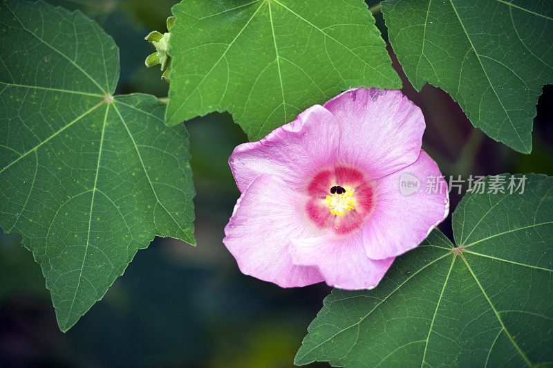 在盛开的芙蓉花头，哥斯达黎加