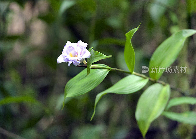 卡特莱亚兰花茎和花，产于哥斯达黎加