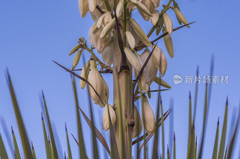 丝兰开花