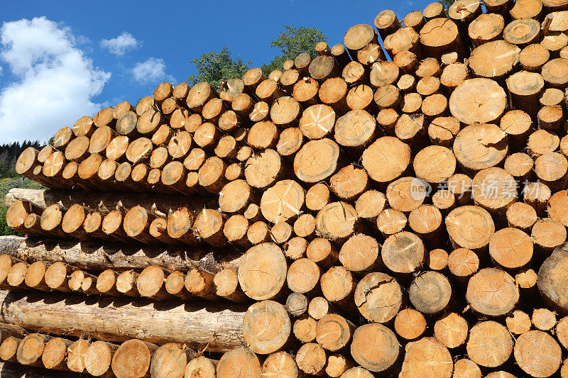 由伐木工锯成的一堆原木准备在工业锯木厂进行加工