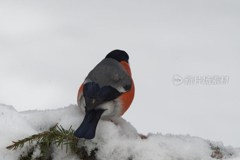 雄性欧亚红腹灰雀坐在云杉的雪枝上。