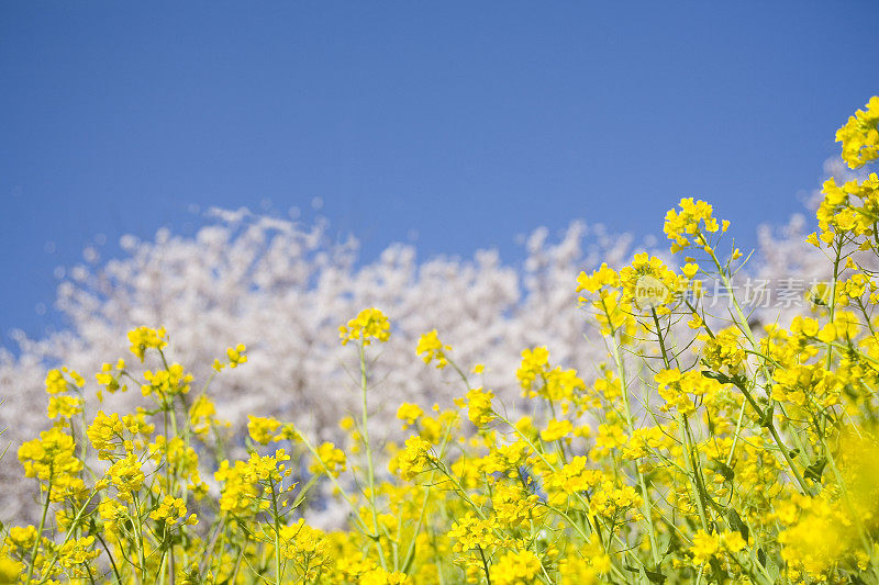 油菜花和樱花