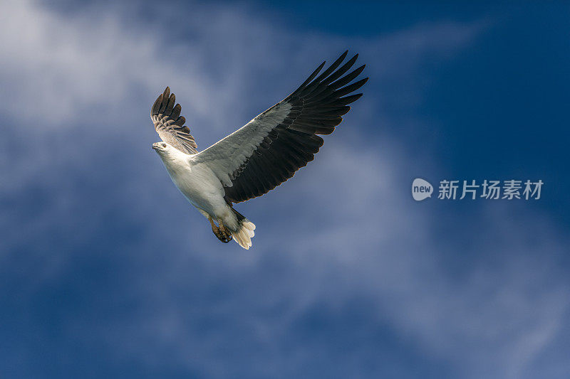 近距离的澳大利亚海鹰翅膀开放飞行在蓝天