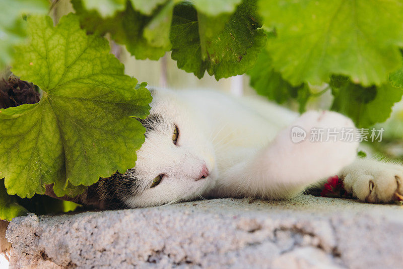 可爱的黄眼睛猫放松在绿色的开花花园