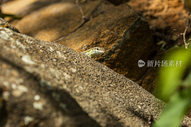 蜥蜴从岩石后面探出头来检查海岸是否安全