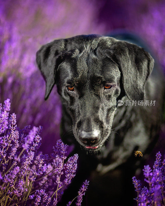 黑色拉布拉多犬在花