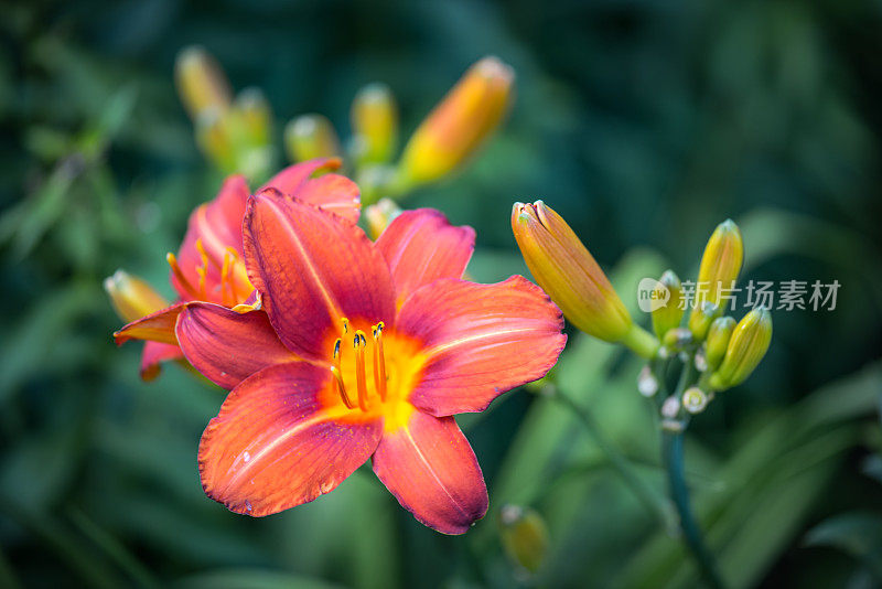 美丽的观赏花园(黄花菜)