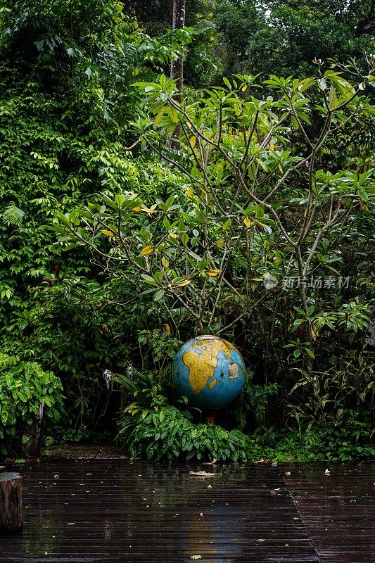 郁郁葱葱的绿色植物在热带丛林森林马来西亚槟城岛