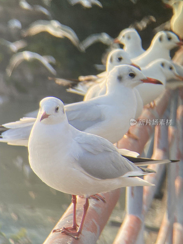 河桥栏杆上的海鸥