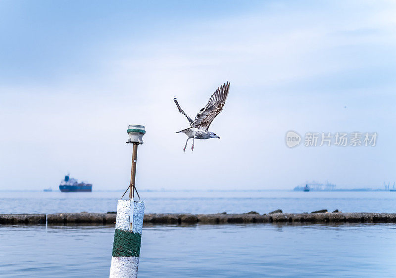 海鸥飞过海面