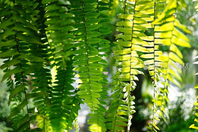 花园里美丽的蕨类植物叶子