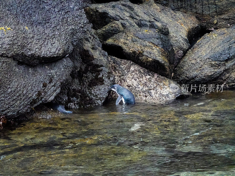一对小蓝企鹅在岩石上，斯图尔特岛，新西兰。
