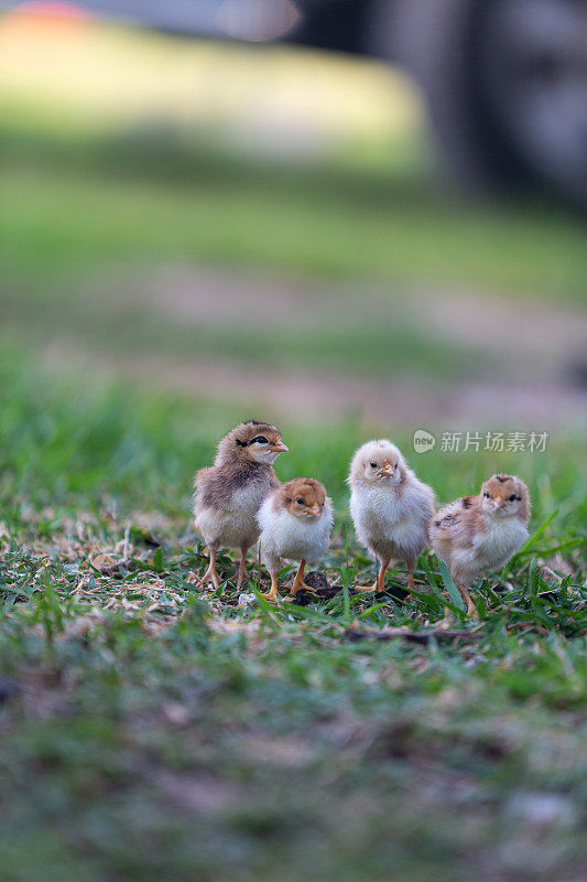 四只小鸡在草地上