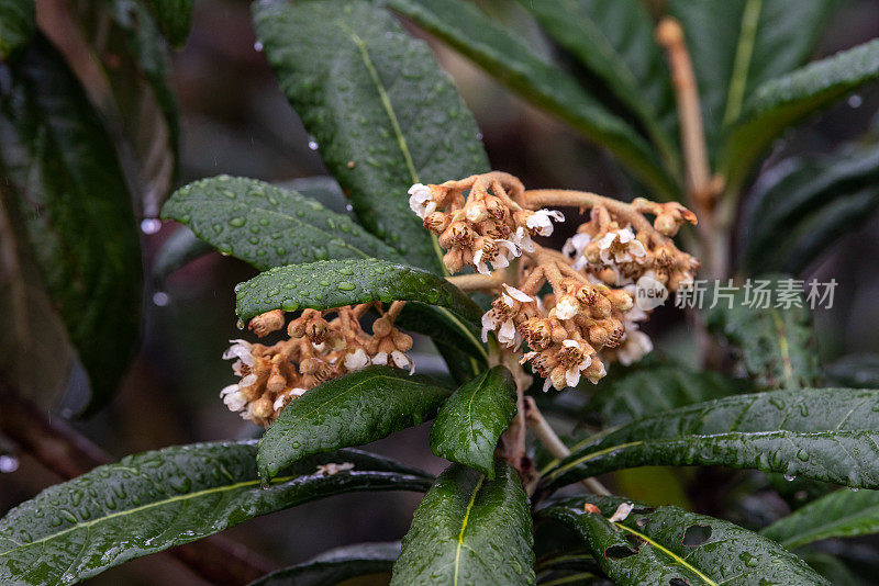 雨后枇杷树上的花