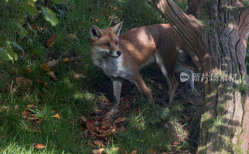 红狐在秋天的林地里