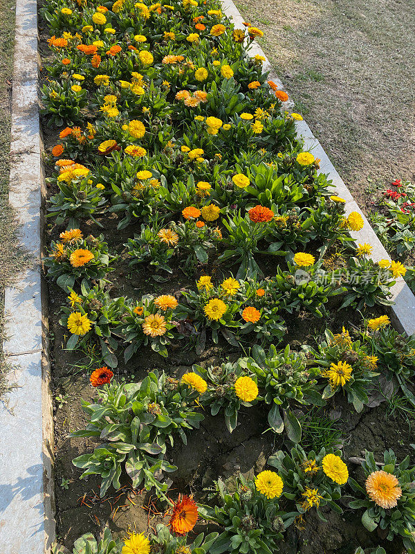 公共花园花坛在阳光下种植橙色和黄色的金盏花(金盏菊)的特写图像，高架视图，重点在前景