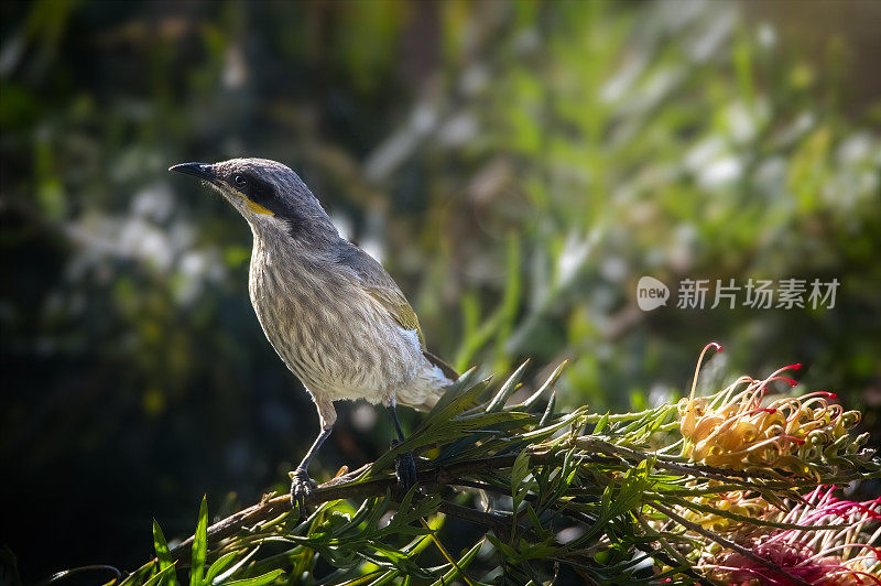 黄面蜜雀(卡利加维斯)