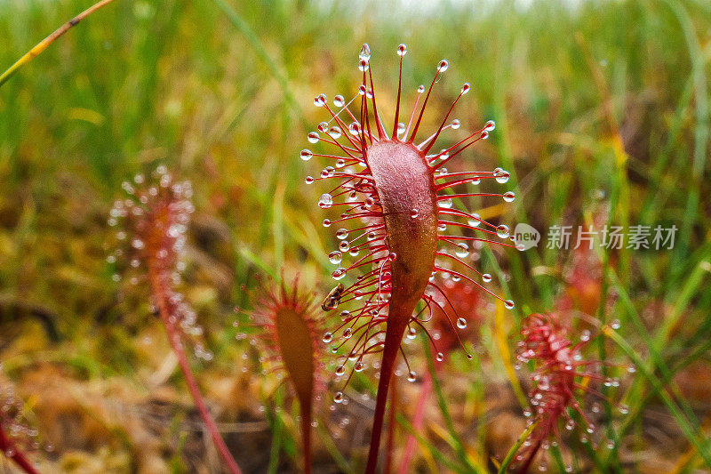 长叶茅膏菜是潮湿沼地、潮湿河岸和沼泽地带的植物之一