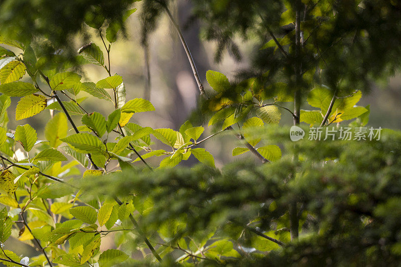 森林的细节