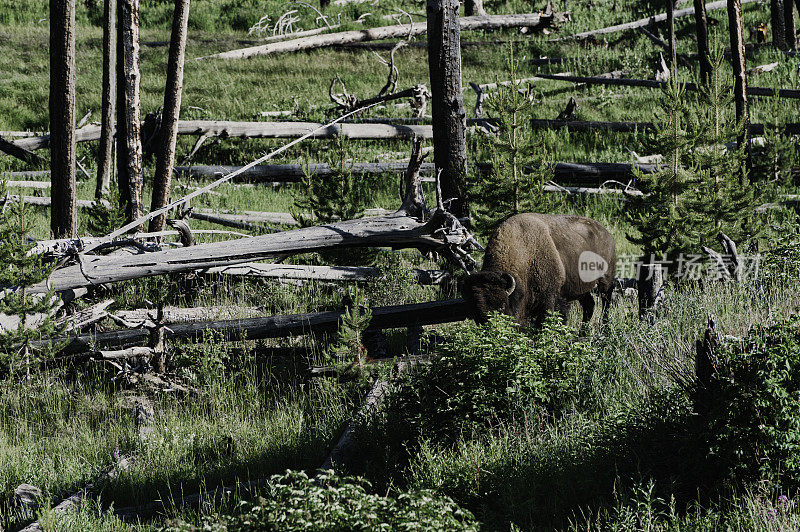 在黄石国家公园自然区域漫游的野牛