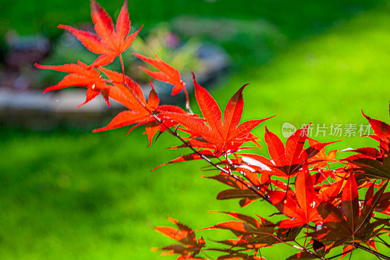 花、树等。