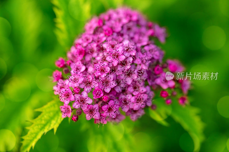 绣线菊花特写