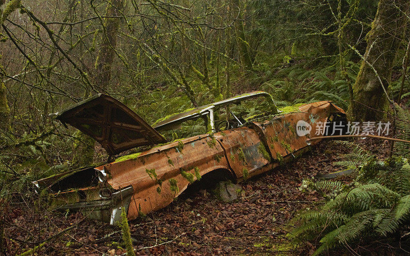 森林里废弃的旧棕色汽车