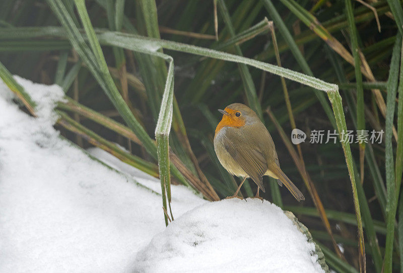 罗宾在花园瀑布上的雪地里